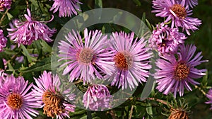 Aster Dumosus Violet Daisies Floral Portrait