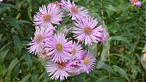 Aster Dumosus Violet Daisies Floral Portrait