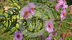 Aster Dumosus Violet Daisies Floral Portrait