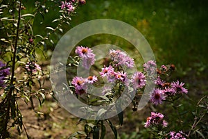 Aster Dumosus Violet Daisies Floral Portrait