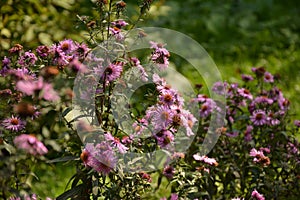 Aster Dumosus Violet Daisies Floral Portrait