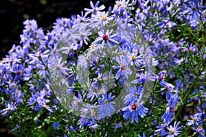 Aster ericoides. Crinitaria. Microglossa.