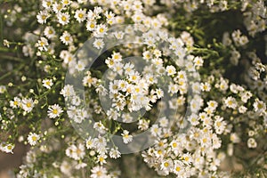 Aster ericoides or White Cutter flower.