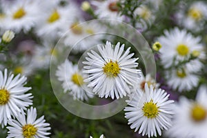 Aster ericoides white heath asters flowering plants, beautiful autumnal flowers in bloom