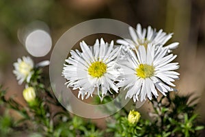 Aster ericoides white heath asters flowering plants, beautiful autumnal flowers in bloom