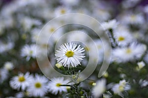 Aster ericoides white heath asters flowering plants, beautiful autumnal flowers in bloom