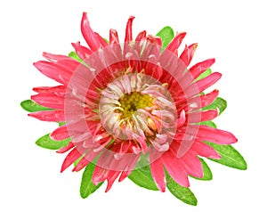 Aster flower
