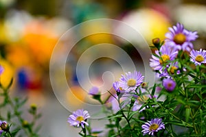 Aster flower