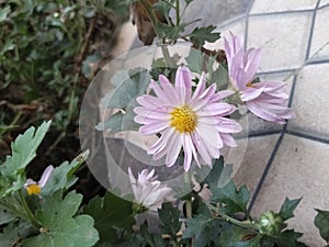 Aster flower asteroideae