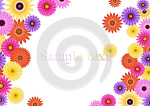 Aster flower background