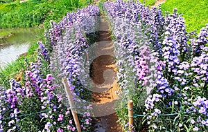 Aster flower bed with walkway on the river bank outdoor background
