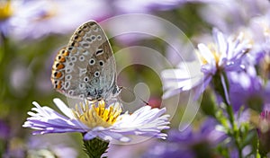 Aster flower with butterfly. Beautiful nature summer background