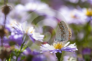 Aster flower with butterfly. Beautiful nature summer background. Symphyotrichum novi-belgii Pararge aegeria