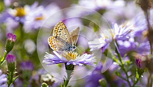 Aster flower with butterfly. Beautiful nature summer background. Symphyotrichum novi-belgii Pararge aegeria