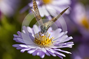 Aster flower with butterfly. Beautiful nature summer background. Symphyotrichum novi-belgii Pararge aegeria