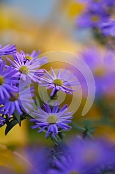 Colorful floral background. blue purple aster flowers close-up. chrysanthemum blur.