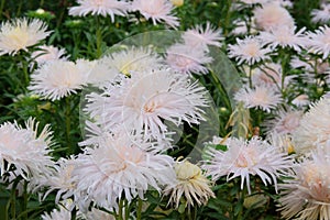 Aster flower grow on a flower bed in a nursery for subsequent sale. Blooming picturesque background.