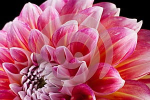 Aster flower head closeup