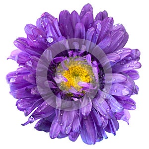 Aster Flower after the Rain Isolated