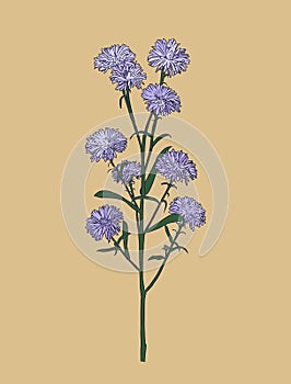 Aster flower , sketch vector.