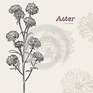 Aster flower , sketch vector.