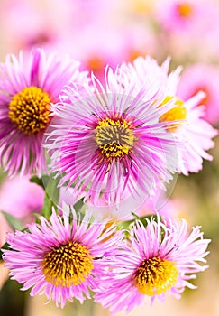 Aster flowers