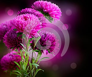 Aster Flowers Art Design photo