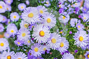 Aster flowers bloom in the garden