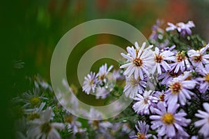 Aster flowers bloomed in the flower bed in early autumn