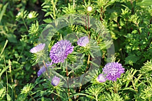 Aster Flowers - Callistephus Chinensis