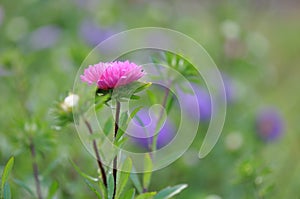 Aster Flowers - Callistephus Chinensis