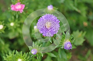 Aster Flowers - Callistephus Chinensis