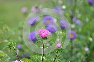 Aster Flowers - Callistephus Chinensis