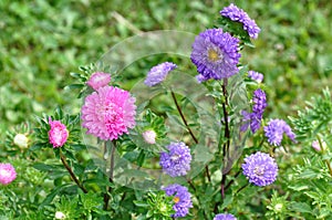 Aster Flowers - Callistephus Chinensis