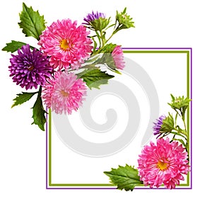 Aster flowers composition and frame