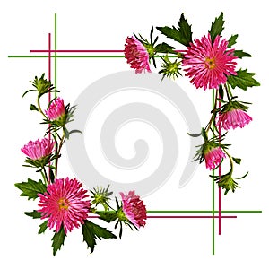 Aster flowers composition and frame