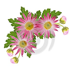 Aster flowers corner