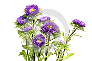 Aster flowers and foliage