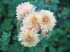 Aster flowers in the garden