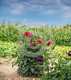 Aster flowers in the garden