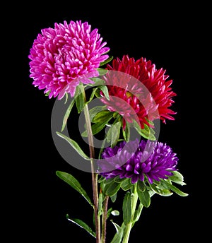 Aster flowers isolated on black background