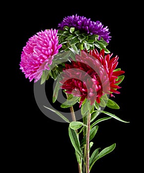 Aster flowers isolated on black background