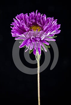aster flowers isolated on black background