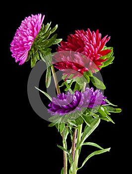 Aster flowers isolated on a black background. L