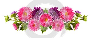 Aster flowers in line arrangement