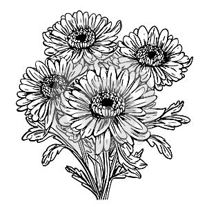 Aster flowers in line art style.