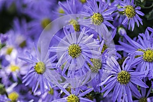 Aster flowers - Michaelmas daisy photo