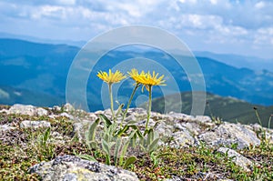 Aster flowers in the mountains