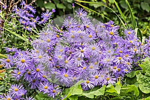 Aster x frikartii `Monch`