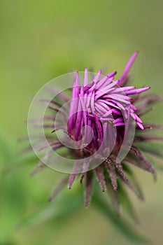 Unfurling Purple Aster Bud Close up with Soft Green Background - Vertical photo